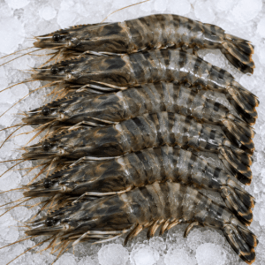 Black Tiger Shrimp (Penaeus monodon)