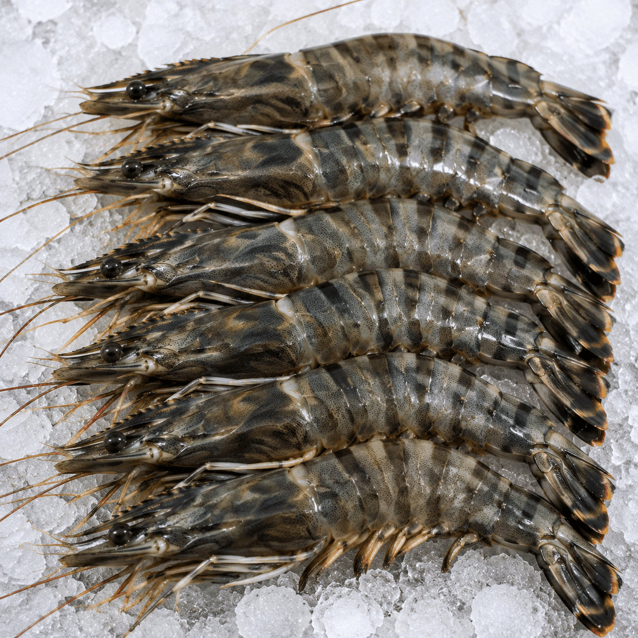 Black Tiger Shrimp (Penaeus monodon)
