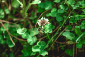 Ellettaria & Alleppey Green