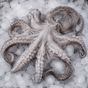 Octopus Frozen